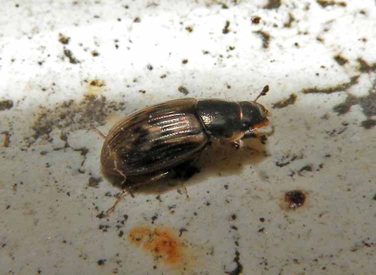 altro Volinus sticticus (Aphodiidae)